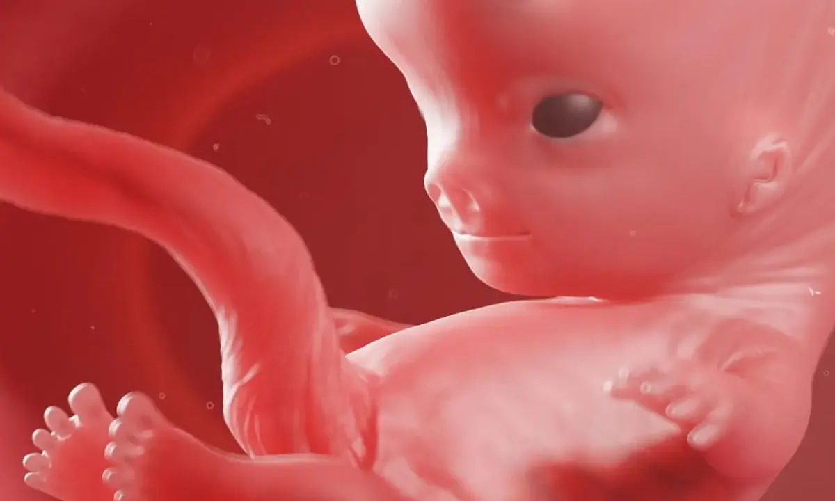 Rozwój dziecka w 9 tygodniu ciąży. Widoczne są już wykształcone paluszki u rąk i stóp, a główka jest proporcjonalna do reszty ciała.