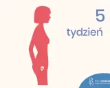 Sylwetka kobiety z widocznym zarodkiem w łonie. Obok napis "5 tydzień".