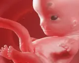Rozwój dziecka w 9 tygodniu ciąży. Widoczne są już wykształcone paluszki u rąk i stóp, a główka jest proporcjonalna do reszty ciała.