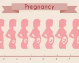 Sylwetki kobiet pokazujące rozwój ciąży od 1 do 9 miesiąca. Od kiedy zaczyna się 3 trymestr? Od 7 miesiąca.