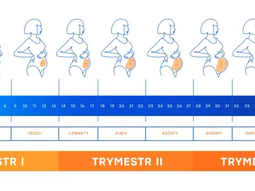 Ilustracja pokazuje rozwój ciąży od 1 do 40 tygodnia. 28 tydzień ciąży to początek 7 miesiąca, w którym dziecko jest już dobrze rozwinięte.