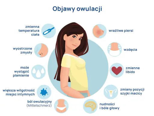 Objawy owulacji: zmienna temperatura, wyostrzone zmysły, plamienie, wilgotność, ból, wrażliwe piersi, wzdęcia, zmienne libido, zmiany szyjki macicy, nudności, bóle głowy.