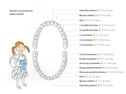 Schemat pokazuje, do którego roku życia się rośnie, wyrzynając zęby stałe, od siekaczy po trzecie trzonowce.