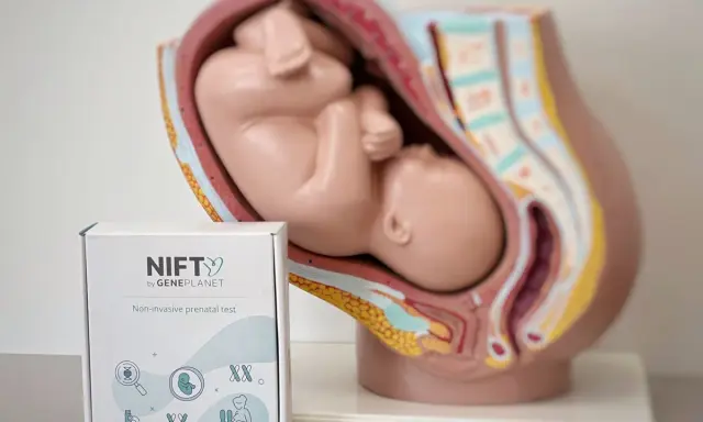 Model anatomiczny płodu w macicy obok pudełka testu NIFTY. Badanie NIFTY to nieinwazyjny test prenatalny.
