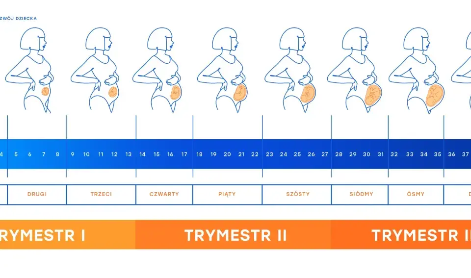 Ilustracja pokazuje rozwój ciąży od 1 do 40 tygodnia. 28 tydzień ciąży to początek 7 miesiąca, w którym dziecko jest już dobrze rozwinięte.