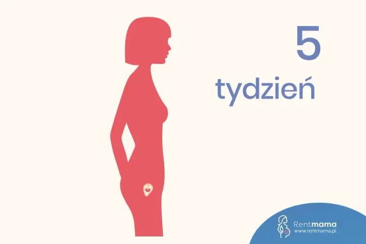Sylwetka kobiety z widocznym zarodkiem w łonie. Obok napis "5 tydzień".