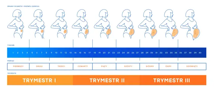 Ilustracja pokazuje rozwój ciąży od 1 do 40 tygodnia. 28 tydzień ciąży to początek 7 miesiąca, w którym dziecko jest już dobrze rozwinięte.