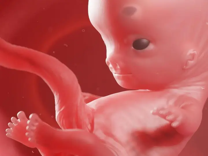 Rozwój dziecka w 9 tygodniu ciąży. Widoczne są już wykształcone paluszki u rąk i stóp, a główka jest proporcjonalna do reszty ciała.