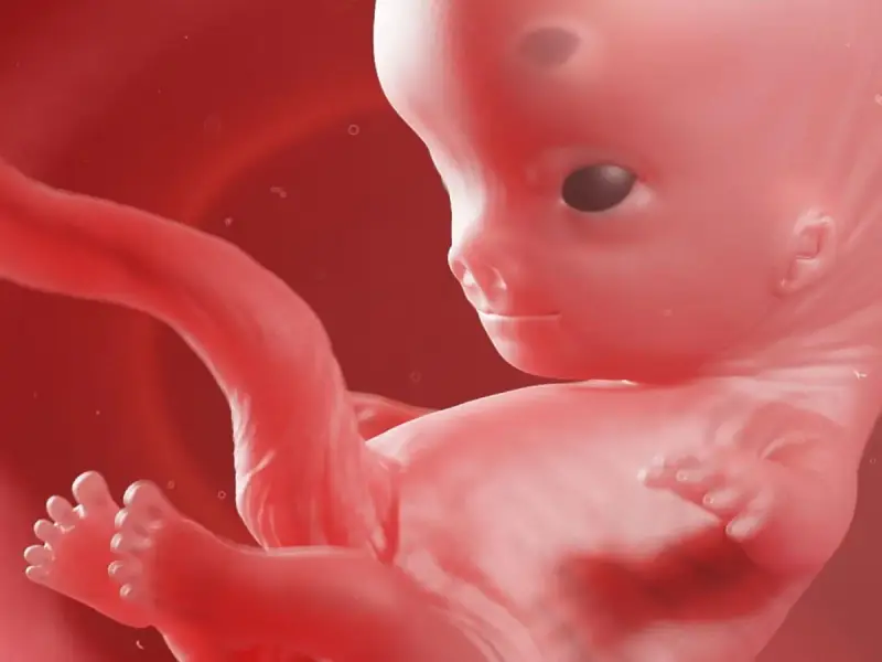 Rozwój dziecka w 9 tygodniu ciąży. Widoczne są już wykształcone paluszki u rąk i stóp, a główka jest proporcjonalna do reszty ciała.